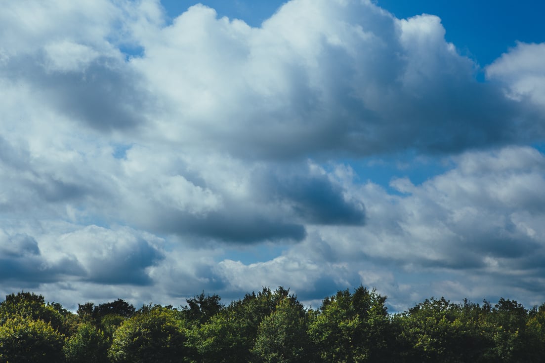 Forest Under Cloudy Sky